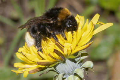 Vestal Cuckoo Bee - Bombus vestalis 18-04-18.jpg