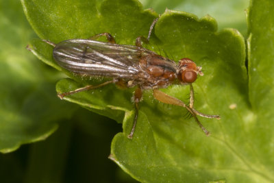 Dung Fly - Norellisoma spinimanum 19-04-17.jpg