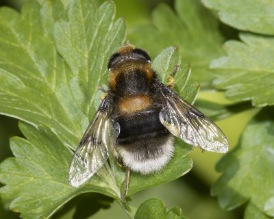 Eristalis intricarius f 19-04-18.jpg