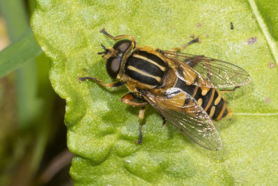 Helophilus pendulus m 19-04-18.jpg