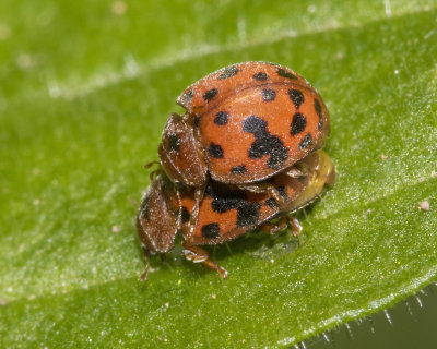 24 spot Ladybird - Subcoccinella 24-punctata 20-04-18.jpg