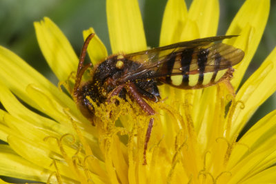 Nomada lathburiana f 20-04-18.jpg