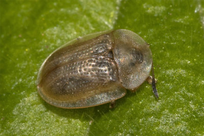 Pale Tortoise Beetle - Cassida flaveola poss 20-04-18.jpg