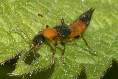 Rove Beetle - Paederus sp 19-04-18.jpg