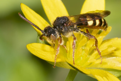 Nomada flava m 26-04-18.jpg