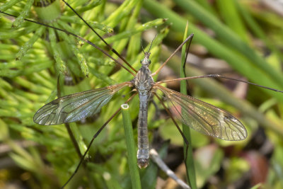 Cranefly - Tipula (Acutipula) luna m 07-05-18.jpg