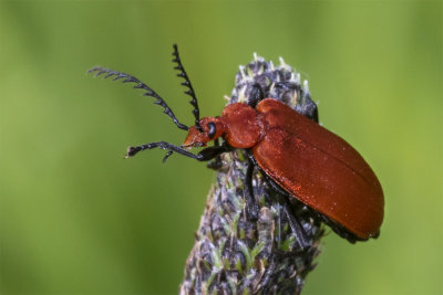 Red-headed Cardinal Beetle - Pyrochroa serraticornis 07-05-18.jpg