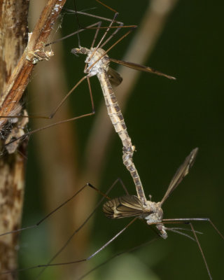 Cranefly - Tipula-Yamatotipula lateralis mating 07-05-18.jpg