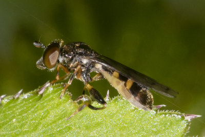 Neoascia podagrica 07-05-18.jpg