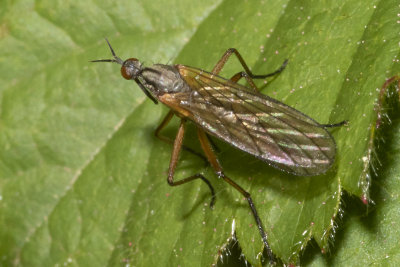 Empis trigramma prob 12-05-18 2.jpg