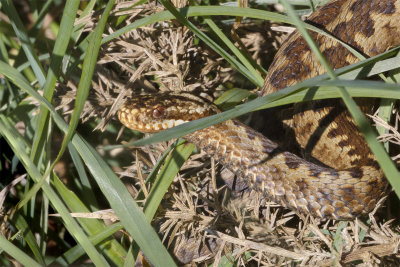 Adder - Vipera berus 14-05-18.jpg