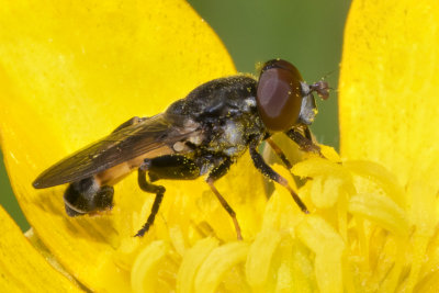 Tropida scita m 17-05-18.jpg