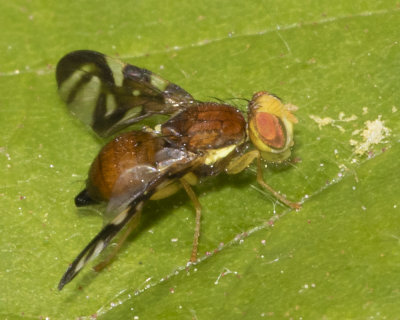 Celery Fly - Euleia heraclei - 18/05/18.jpg