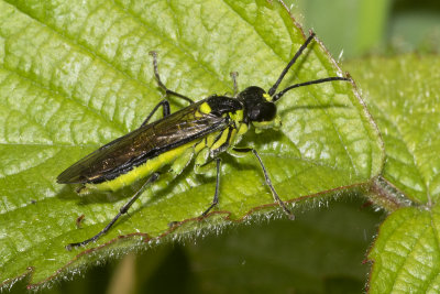 Sawfly - Tenthredo mesomelas 18/05/18.jpg