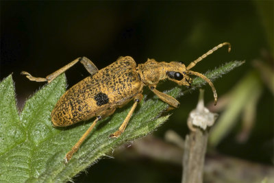 Black-spotted longhorn Beetle - Rhagium mordax 19/05/18.jpg
