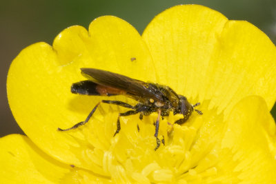 Platycheirus granditarsus m 19/05/18.jpg