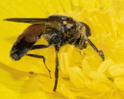 Platycheirus granditarsus m leg 19/05/18.jpg