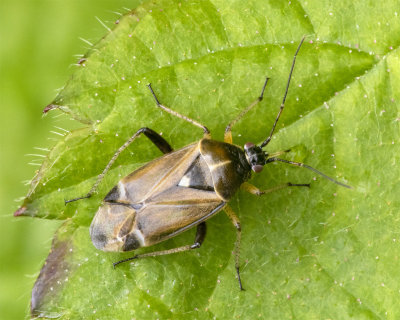 Harpocera thoracica 12/05/18.jpg