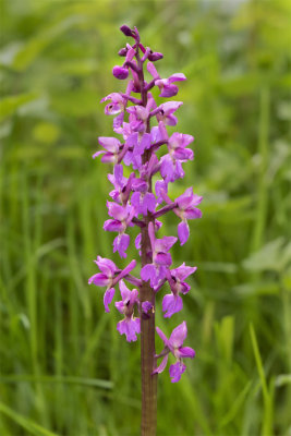 Week 18 - Early Purple Orchid at Andrews Wood.jpg