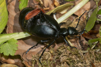 Black Oil Beetle & Red-headed Cardinal Beetle 23/05/18.jpg
