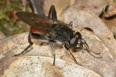 Brachypalpoides lentus m 23/05/18.jpg