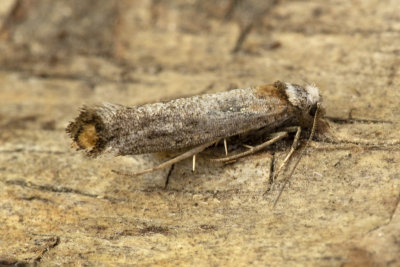 Micro Moth - Pseudoswammerdamia combinella 22/05/18.jpg