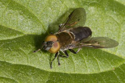 Riponnensia splendens m 17/05/18.jpg