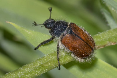 Garden Chafer - Phyllopertha horticola 28/05/18.jpg