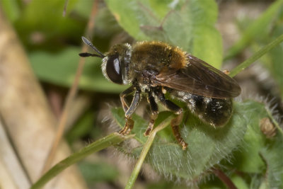 Microdon myrmicae/mutabilis f 28/05/18.jpg