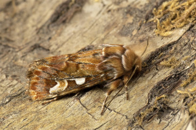 Week 20 - Moths - Pine Beauty.jpg