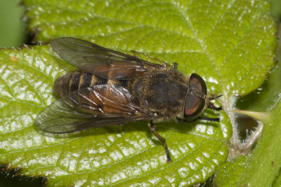 Band-eyed Brown Horsefly - Tabanus bromius m 02/06/18.jpg