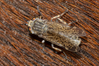 Cleg Horsefly - Haematopota pluvialis f 02/06/18.jpg