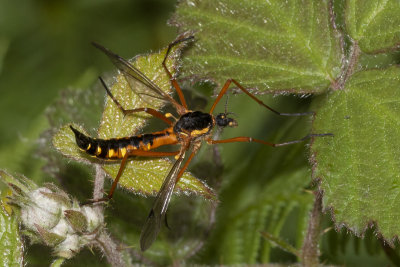 Cranefly - Ctenophora pectinicornis f 02/06/18.jpg