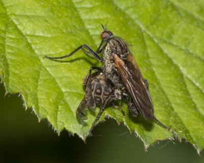 Empis tessellata eating Cleg horsefly 02/06/18.jpg