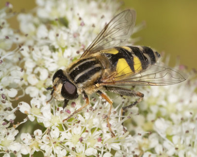 Helophilus trivittatus f 04/06/18.jpg
