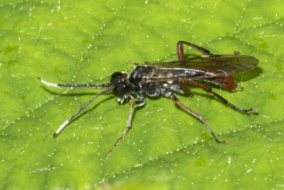 Sawfly - Tenthredo livida 02/06/18.jpg