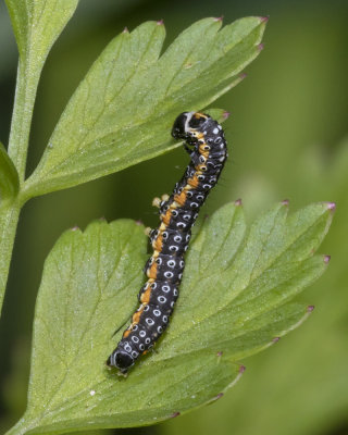 Week 21 - Depressaria daucella moth caterpillar.jpg