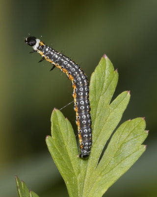 Week 21 - Depressaria daucella moth caterpillar #2.jpg