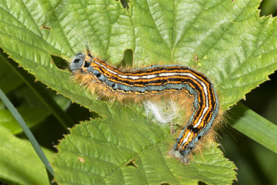 Week 21 - Lackey Moth caterpillar.jpg