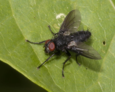 Nyctia halterata 04/06/18.jpg