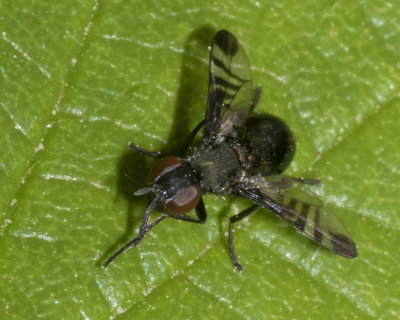 Picture Winged Fly - Rivellia syngenesiae 09/06/18.jpg