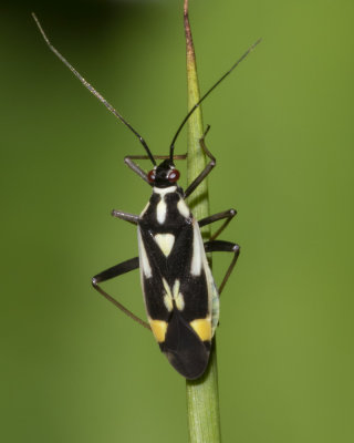 Grypocoris stysi 11/06/18.jpg
