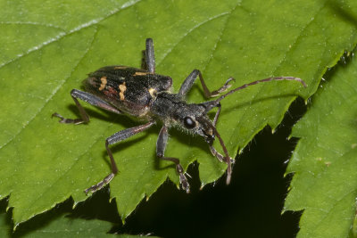 Two-banded Longhorn Beetle - Rhagium bifasciatum 11/06/18.jpg