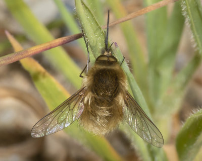 Western Bee Fly - Bombylius canescens 11/06/18 #2.jpg