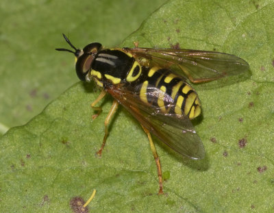 Chrysotoxum elegans 13/06/18.jpg