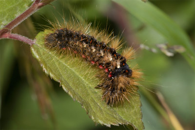 Knotgrass - Acronicta rumicis caterpillar 13/06/18.jpg