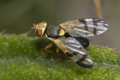 Picture-winged Fly - Urophora stylata female 15/06/18.jpg
