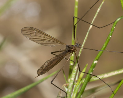 Cranefly - Neolimnomyia filata f 09/06/18.jpg