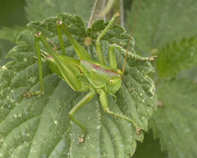 Great Green Bush Cricket - Tettigonia viridissima nymph stage 18/06/18.jpg