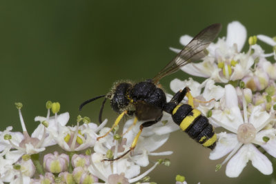 Ornate Tailed Digger Wasp - Cerceris rybyensis 18/06/18.jpg